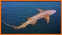 Dorsal Shark Reports related image