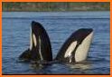 Orca Sound related image