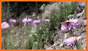 Idaho Wildflowers related image