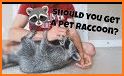 Get Raccooned! related image