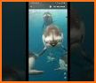Dolphin Live Wallpaper & Launcher Themes related image