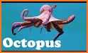 Octopuses Basic Infos related image