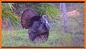 The Wild Turkey related image