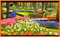 Tulip Town 360 Tour related image