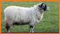 Sheep Sounds related image