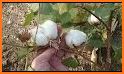 Cotton Tree related image