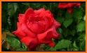 Red Rose Beauty Flower Theme related image