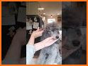 Pawsh-Book Dog & Cat Groomers related image