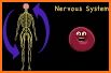 Human Body Systems for Boys：kids learn biology related image
