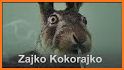 Zajko related image