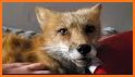 Red Fox at Hickory Lane related image