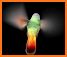 Video Project HD related image