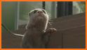 Otter on His Own related image