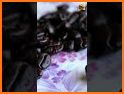 Ivory Bean Coffee House related image
