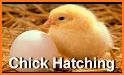 Chicken Egg story free related image