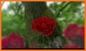 Flowers and Roses Live Wallpaper related image