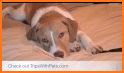 BringFido - Pet Friendly Hotels related image
