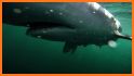 Sharktivity - White Shark App related image