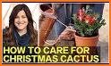 How to Care for a Christmas Cactus related image