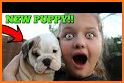 Cute Puppy Love - Play & care your happy dog related image