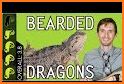Bearded Dragon related image