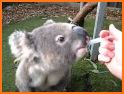 Feed To The Koala related image