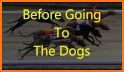 Pick Dog Racing related image