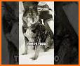 Balto K9 related image