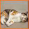 Cat Stretch related image
