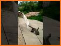 Snake Video - Snack Video Original | Short Videos related image