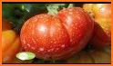 Tomato MD related image