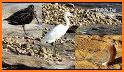 BIRD SONGS Europe, North Africa + Middle East related image