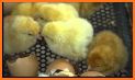Tiny Hens : Egg Factory - Chicken inc related image