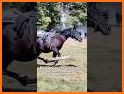 Easy Horse Rider related image