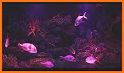 Wallpapers - Aquarium Fish related image