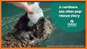 Otter Rescue related image