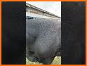 Decent Cow Escape related image