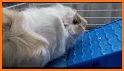 Guinea Pig Communicator related image