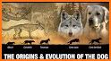 Dog Evolution related image
