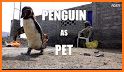 Penguin Pet related image