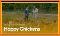Happy Chicken. related image