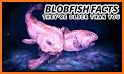 Blobfish related image