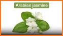 Jasminum: App for Arabs related image