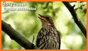 BirdNET: Bird sound identification related image