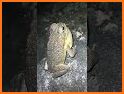 Animal AR Video & Soundboard related image