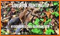 Squirrel Sounds - Squirrel Calls for Hunting related image