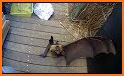 Flying Fox related image