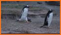 Penguin Waddle related image