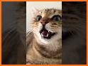 MeowFace related image