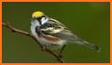US Birding Checklist related image